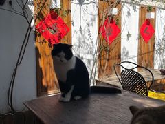 -喵屿·大理花园猫咖