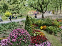 -上海共青森林公园