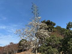 -新建村梅花