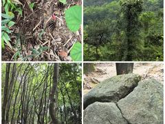 -火炉山森林公园