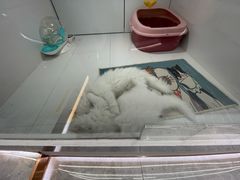-1013 PET SHOP精品宠物商店(丁香店)