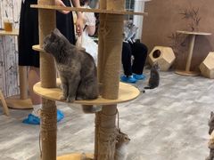 -楼上猫咖(罗湖店)