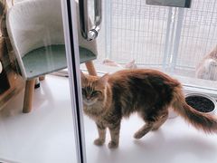 -欧奕国际动物医院