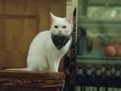 -猫色咖啡·猫咖