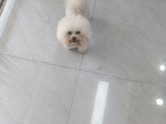 -八公叔叔宠物美容连锁(春申店)