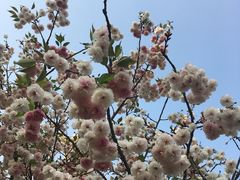 -天适樱花悠乐园