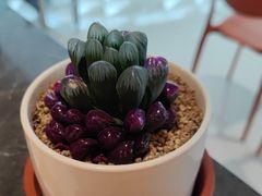 -全牛匠·乐山跷脚牛肉(西北旺万象汇店)