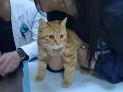 -喜多萌中农锦绣动物医院24H·猫科·牙科MRI·CT