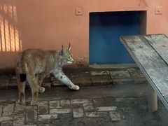 -青藏高原野生动物园