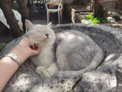 -喵屿·大理花园猫咖