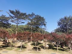 -广州市帽峰山景区