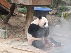 -广州长隆野生动物世界