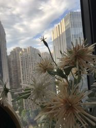 -久匠半永久纹眉