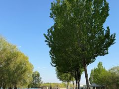 -丁香湖公园