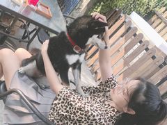 -柴犬高等学院·狗咖·柴犬售卖·宠物训练