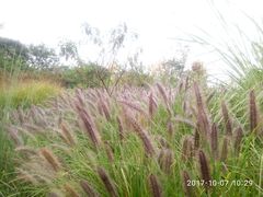 -白鹭湾湿地公园