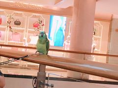 -布歌东京(金融街购物中心店)