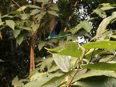 -南宁良凤江国家森林公园