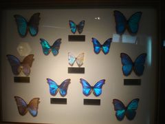 -上海昆虫博物馆