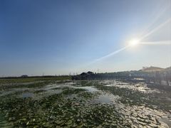 -天津东丽湖风景区