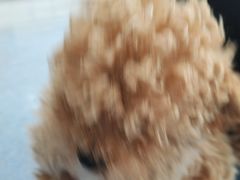-顺强宠物诊所·狂犬免疫·夜诊·骨科(嘉定店)