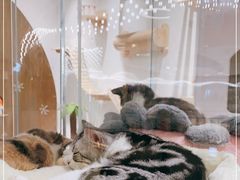 -COLOR PETS 撸猫馆·购猫·猫咖(长风大悦城店)