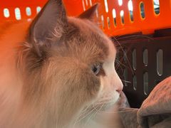 -萌兽医馆·眼科·异宠专科(三里屯店)