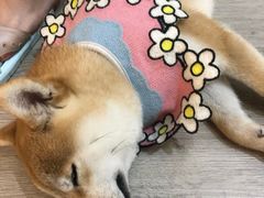 -柴迷FANS CLUB·柴犬狗咖·猫咖