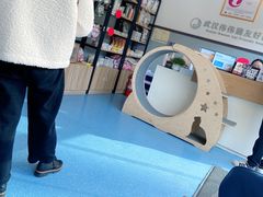 -伟伟宠物医院·瑞派猫友好医院·猫科(光谷店)