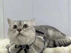 -爱洗澡的猫(望京店)