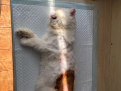 -乐派堂宠物医院·猫友好· 心脏科(东街店)