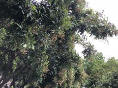 校园环境-广西大学(大学东路校区)