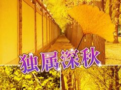-三里屯东五街银杏大道