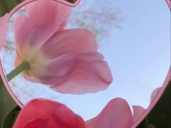 -洛阳郁金香牡丹园