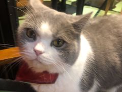 -猫色咖啡·猫咖