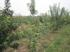 IMG_1728-意大利农场度假村