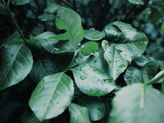 -杭州植物园