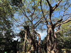 -瑞丽独树成林风景区