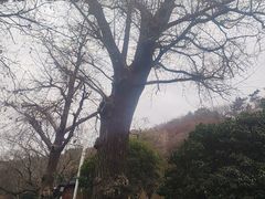 -狼山风景名胜区