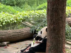 -都江堰中华大熊猫苑