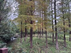 -习家池