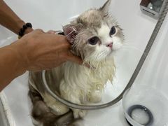 -爱洗澡的猫(天河路店)