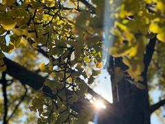 -MAP CHA普洱茶馆(翠湖店)