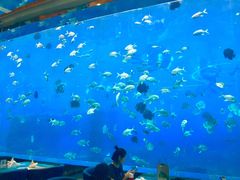 -瑞德姆美人鱼海底演艺主题餐厅(亚龙湾店)
