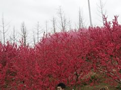 -秀丽东方