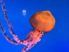 -太平洋海底世界