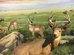 -陕西自然博物馆