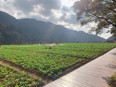 -广州市石门国家森林公园