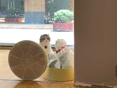 -啵啵喵·猫咖(攀华国际店)