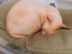 -猫爷宠物生活馆·撸猫馆